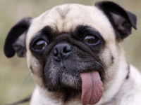 Ugly Dog (Stephen Lam / Reuters)