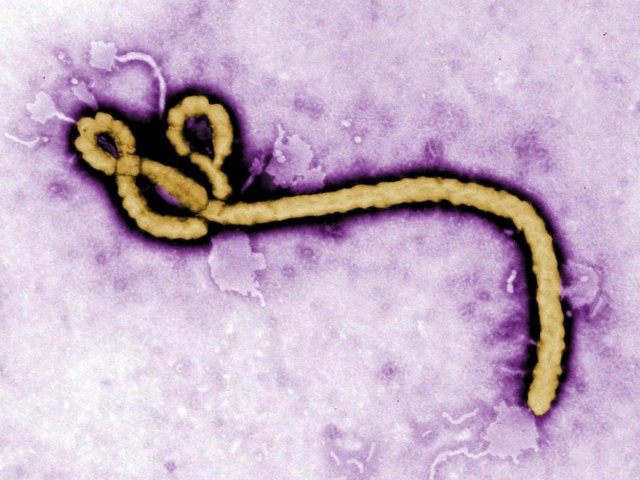 Ebola-Virus_Reuters