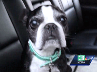 Dog Fall (KCRA-3 / UPI)