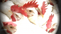 Bird Flu Chickens