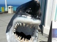Sharkjpg