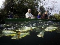 Rex Features via AP Images / REX/Franco Banfi/Solent News