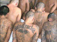 MS-13 Gang Member