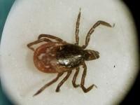 AP Photo/ Victoria Arocho