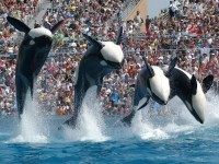 Sea World (AP)
