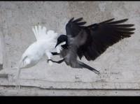 papal dove attack