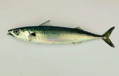 mackerel