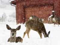 Mule deer are seen in snow during a late spring snow storm in Golden