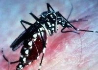 Nearly 140,000 Floridians have spoken out against genetically modified mosquito proposal