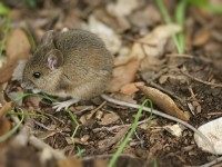 British Wood Mouse