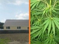 Cannabis Farm Gypsy