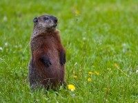 Groundhog-Standing2