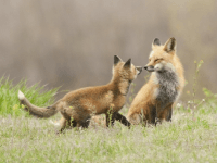 (Peter M. Fredin / Associated Press)