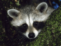 Raccoon (Associated Press)