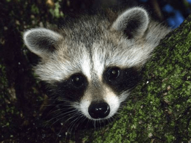 Raccoon (Associated Press)