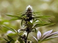 AP Photo/Elaine Thompson