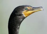 Corps of Engineers to cull Oregon cormorants preying on endangered salmon