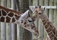 Your eyelashes are fine as they are, it's math