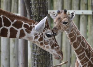 Your eyelashes are fine as they are, it's math