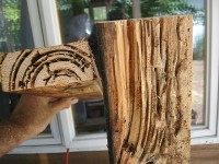 Termites (Voxphoto / Flickr)