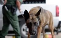 Border Patrol K9
