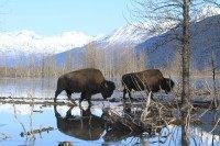 Wood Bison Restoration