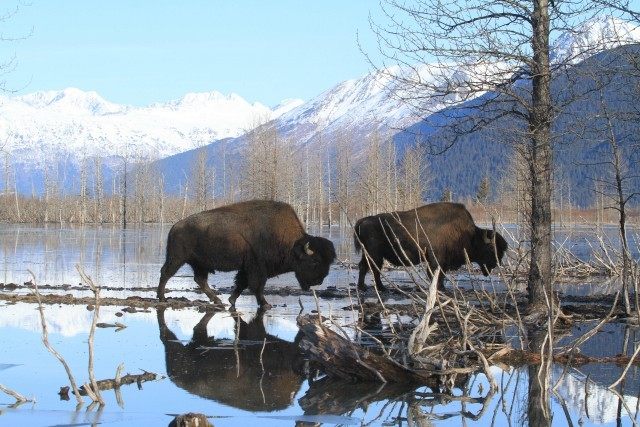 Wood Bison Restoration