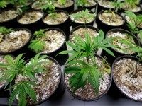 AP Photo/Elaine Thompson