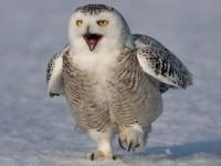 snowy-owls-reuters