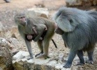 Study finds baboon friends regularly swap gut germs