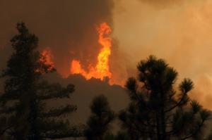 Beetles aren't to blame for forest fires, study confirms