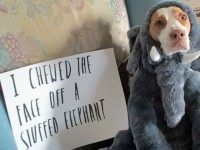 Maymo, a lemon beagle, poses for a shame illustration in Merrimack Valley, Massachusetts, in this photo provided by Jeremy Lakaszcyck of Boston. He has been putting shaming videos of Maymo on YouTube since late 2011