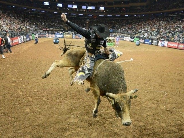 bull riding