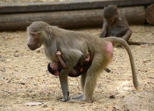 Male baboons care about more than just big behinds