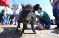 Pig farmers more likely to carry drug-resistant staph bacteria