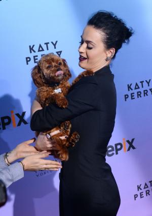 Katy Perry accidentally posts her phone number on Instagram and Twitter