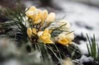 Study details animals' ability to adapt to cold snaps