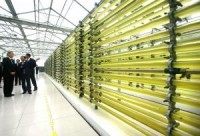 Researchers use wastewater to grow algae for biofuels