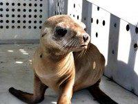 Sea Lion -Photo-1-670x485
