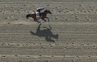 American Pharoah, Jorge Alvarez