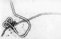 Ebola virus