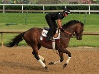 Umberto Gomez, Firing Line