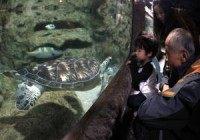World Turtle Day: What to know and how to help