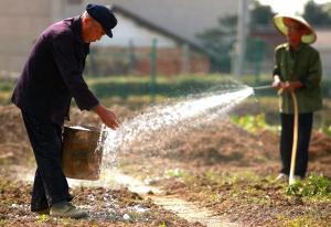 Bacterial bodyguards offer seed protection