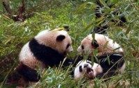 Study: Pandas can't properly digest bamboo
