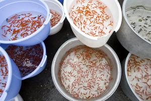 Microsoft: Humans have shorter attention span than a goldfish