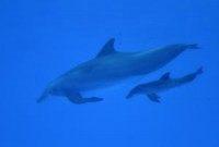 Dolphins form complex social networks