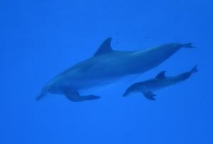 Dolphins form complex social networks