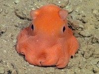 Adorabilis Octopus (AFP / Monterrey Bay Aquarium)