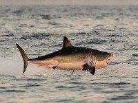Great White Shark (Carl de Souza / AFP / Getty)